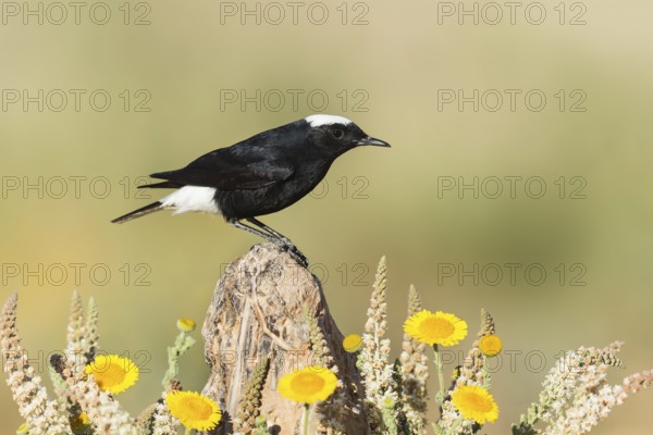 White-crowned Wheatear (Oenanthe leucopyga), Eilat, Israel