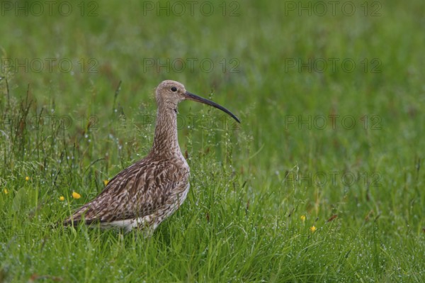 Eurasian Curlew (Numenius arquata) foraging, North Rhine-Westphalia, Germany