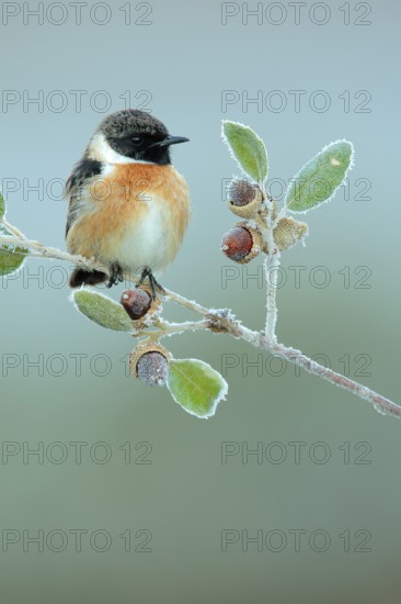 European Stonechat (Saxicola rubicola) male perched on a twig, Andalusia, Spain