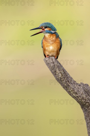 Common Kingfisher (Alcedo atthis) male, Saxony-Anhalt, Germany