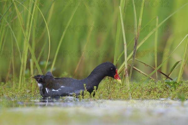 Common Moorhen (Gallinula chloropus) foraging, North Rhine-Westphalia, Germany