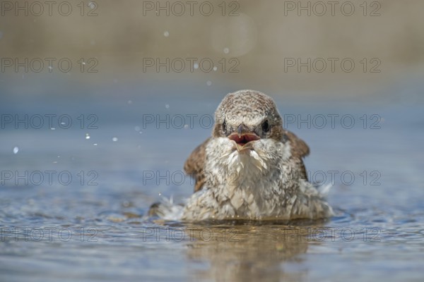 Red-backed Shrike (Lanius collurio) juvenile bathing, Aosta Valley, Italy