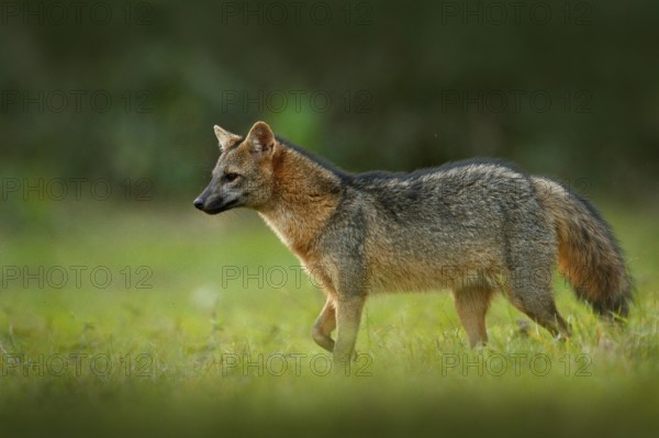 Crab-eating fox, Cerdocyon thous, forest fox, wood fox or Maikong. Wild dog in nature habitat. Face evening portrait. Wildlife, Pantanal, Brazil. Green vegetation, cute wild fox. Travelling Brazil