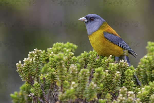 Patagonian Sierra-Finch (Phrygilus patagonicus) perched on a branch in Chile