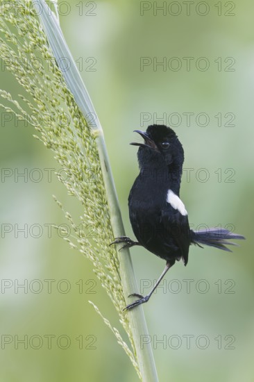 White-shouldered Fairywren (Malurus alboscapulatus) perched on a branch in Papua New Guinea