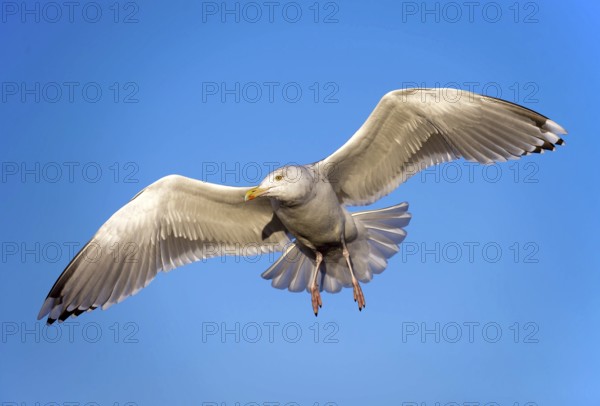 Animals, Birds, Seagulls, Aerial view, blue sky, Seagull, (Larus sp), on the Lofoten Islands, Norway, Scandinavia