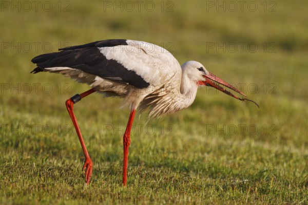 White Stork (Ciconia ciconia) foragingmale, North Rhine-Westphalia, Germany