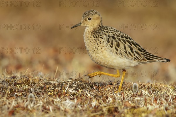 Buff-breasted Sandpiper (Calidris subruficollis) feeding on the tundra in Northern Alaska