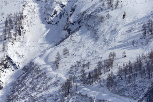 Bartgeier, Lammergeier, Gypaetus barbatus, Gypaetus barbatus meridionalis, Gypaète barbu, Quebrantahuesos