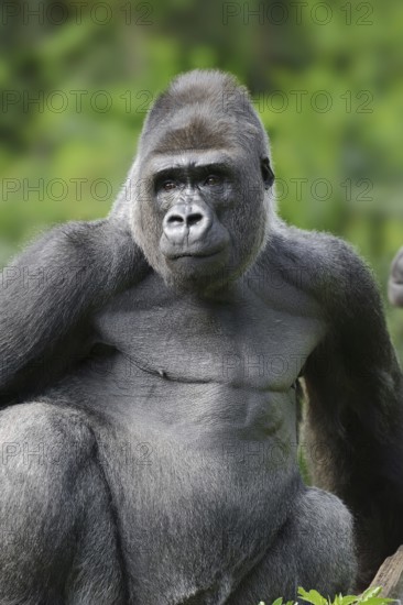 Western lowland gorilla (Gorilla gorilla gorilla), male, silverback, captive, occurring in Africa