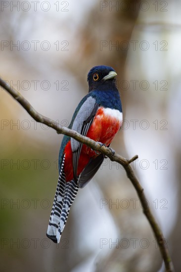 Blue-crowned trogon (trogon curucui) Pantanal Brazil