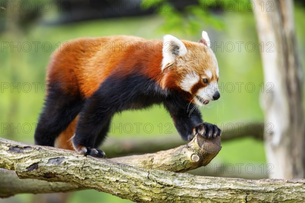 Red panda (Ailurus fulgens) walking on a tree, Germany