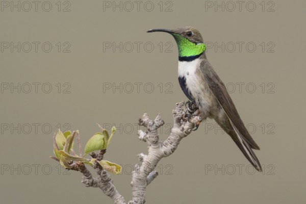 White-sided Hillstar (Oreotrochilus leucopleurus) male, Santiago, Chile