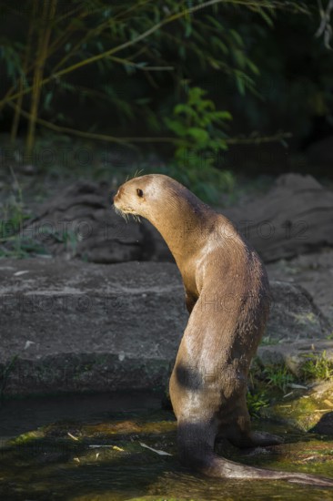 A giant otter or giant river otter (Pteronura brasiliensis) stands erect on a mossy rock by a small waterfall looking for something
