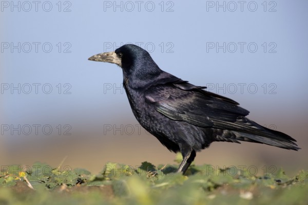 Rook (Corvus frugilegus), Saxony, Germany