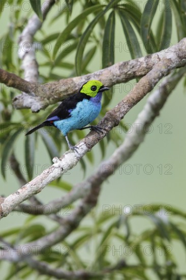 Paradise Tanager (Tangara chilensis) perched on a branch in Ecuador