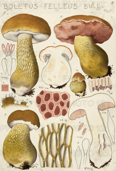 Mushroom, fungi, Bitter bolete, Tylopilus felleus, syn. Boletus felleus, authentic reproduction of an illustration by Hans Walty (1868-1948) from about 1915, historical