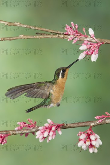 Purple-throated Mountaingem (Lampornis calolaemus) female flying while feeding at a flower, Costa Rica
