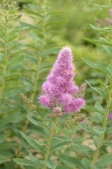 Cone spirea (Spiraea × billardii 'Triumphans'), BS Sämann, Germany