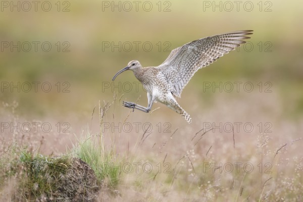 Whimbrel (Numenius phaeopus) approaching to a hill in grassland, Dalvik, Iceland