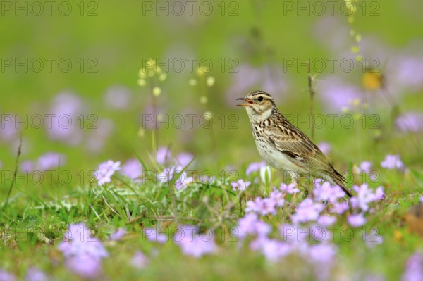 Woodlark (Lullula arborea) male singing, Andalusia, Spain