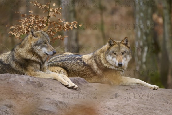 Two wolves resting next to each other in autumn forest, surrounded by brown leaves, Wolf (Canis Lupus), Germany