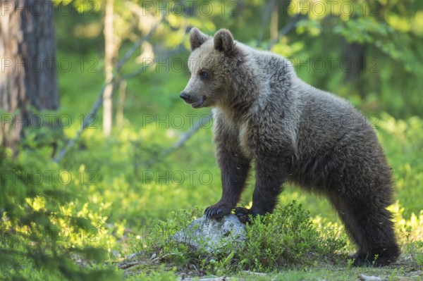 Eurasian Brown Bear (Ursus arctos) cub in forest, Finland