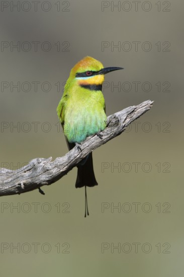 Rainbow Bee-eater (Merops ornatus) male perched on a branch, South Australia, Australia