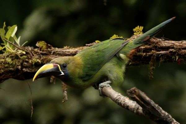 Emerald Toucanet (Aulacorhynchus prasinus) perched on a branch, Costa Rica