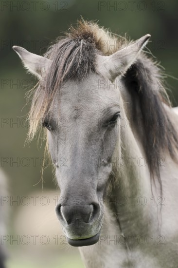 Dülmen wild horse, portrait, Merfelder Bruch, Dülmen, North Rhine-Westphalia, Germany