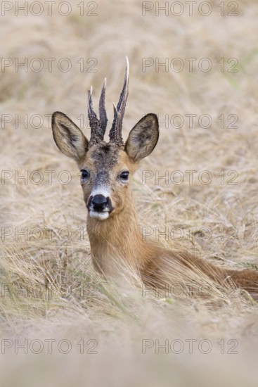 European roe deer (Capreolus capreolus) buck, male with deformed antlers showing distorted spike in wheat field, cornfield in summer