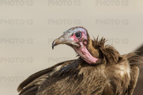 Hooded Vulture (Necrosyrtes monachus), Gambia