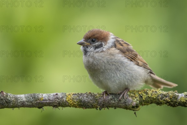 Eurasian Tree Sparrow (Passer montanus) perched on a branch, Lower Saxony, Germany