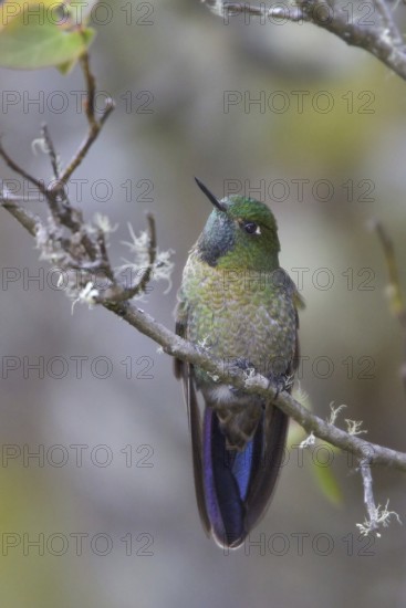 Scaled Metaltail (Metallura aeneocauda), Abra Malaga Area, Peru