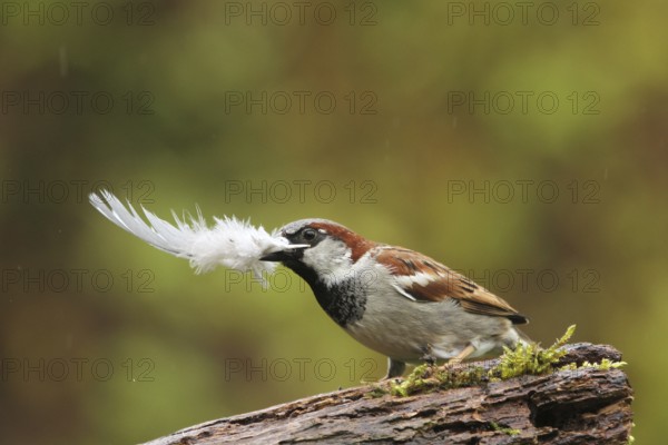 House Sparrow (Passer domesticus) male with feather in beak, Lower Saxony, Germany