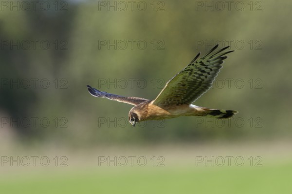 Steppenweihe, lat. Circus macrourus, Jungvogel im niedrigen Suchflug von der Seite über der Bodenvegetation