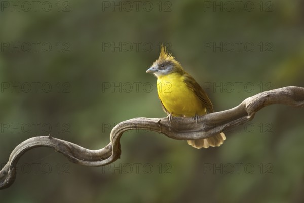 White-throated Bulbul (Alophoixus flaveolus), Yunnan, China