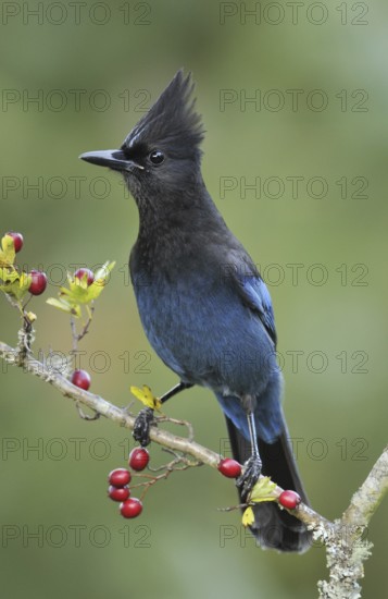 Steller's Jay (Cyanocitta stelleri), British Columbia, Canada