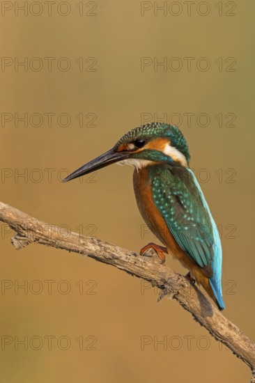 Kingfisher, (Alcedo atthis), animals, birds, kingfisher family, perch, biotope, habitat, Lahavot HaBashan Fish Ponds, Hula Valley, Northern District, Israel