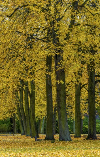 Autumn time, trees and foliage in the park, Berlin, Germany
