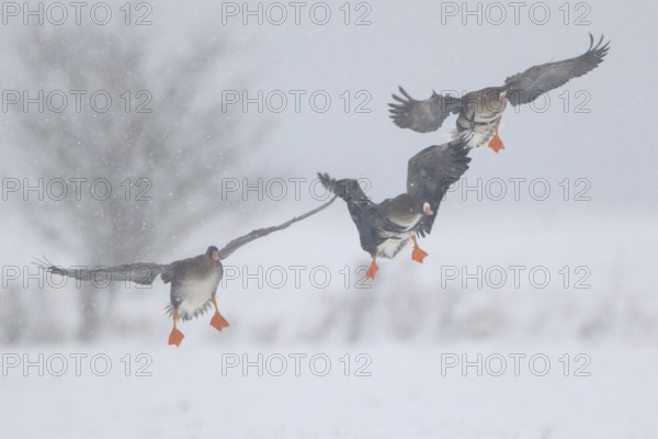 Greater White-fronted Goose (Anser albifrons) flying with juvenile, North Rhine-Westphalia, Germany
