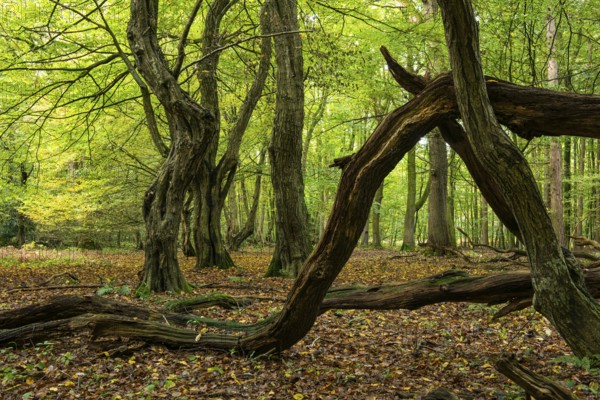 Old, gnarled trees in the Urwald Baumweg nature reserve in autumn, Emstek, Lower Saxony, Germany