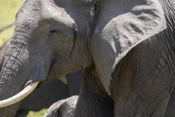 Detailed close-up image of an African elephant's textured skin and tusk, captured in the natural surroundings of the Kenyan savannah