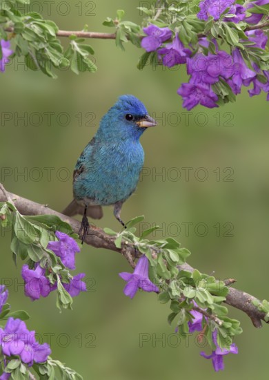 Indigo Bunting (Passerina cyanea) male perched on a flowering branch, Texas, USA