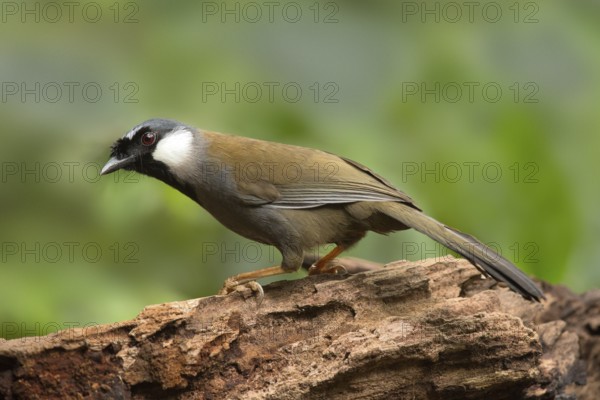 Black-throated Laughingthrush (Garrulax chinensis), Yunnan, China