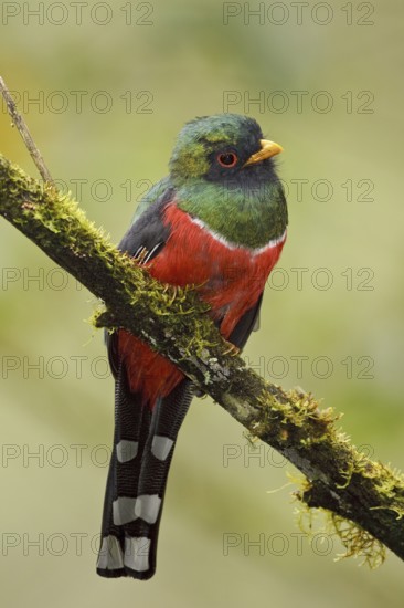 Masked Trogon (Trogon personatus) male, Ecuador