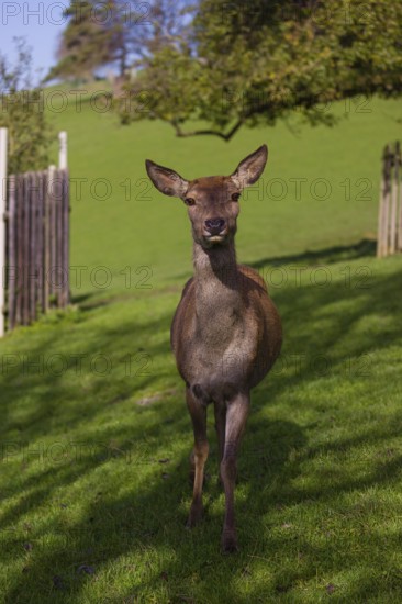 A red deer hind (Cervus elaphus) stands on a meadow looking into the camera
