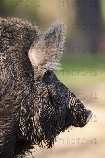 Wild boar (Sus scrofa) in a forest, ear, detail, Bavaria, Germany Europe