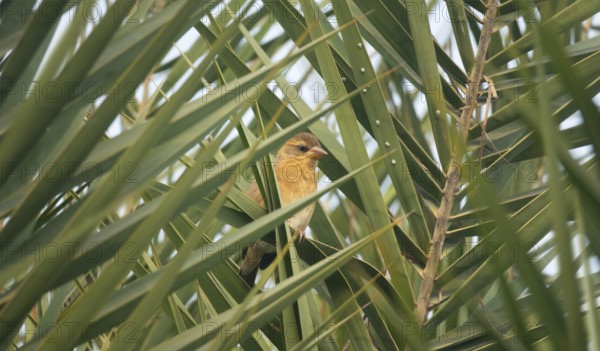 A zitting cisticola or streaked fantail warbler (Cisticola juncidis), Sreepur, Gazipur, Bangladesh