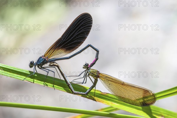 Bronze dragonfly mating wheel, animals, insect, dragonflies, dragonflies, (Calopteryx haemorrhoidalis), mating, flying insects